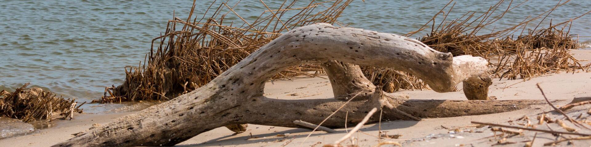 driftwood washed up on a chesapeake bay beach in calvert county southern maryland usa