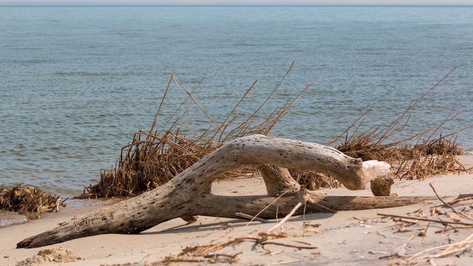 A driftwood log on a sandy beach with the ocean in the background.