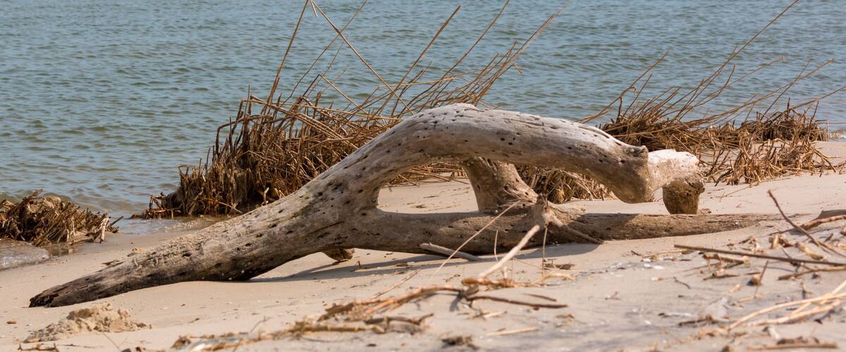 A driftwood log on a sandy beach with the ocean in the background.