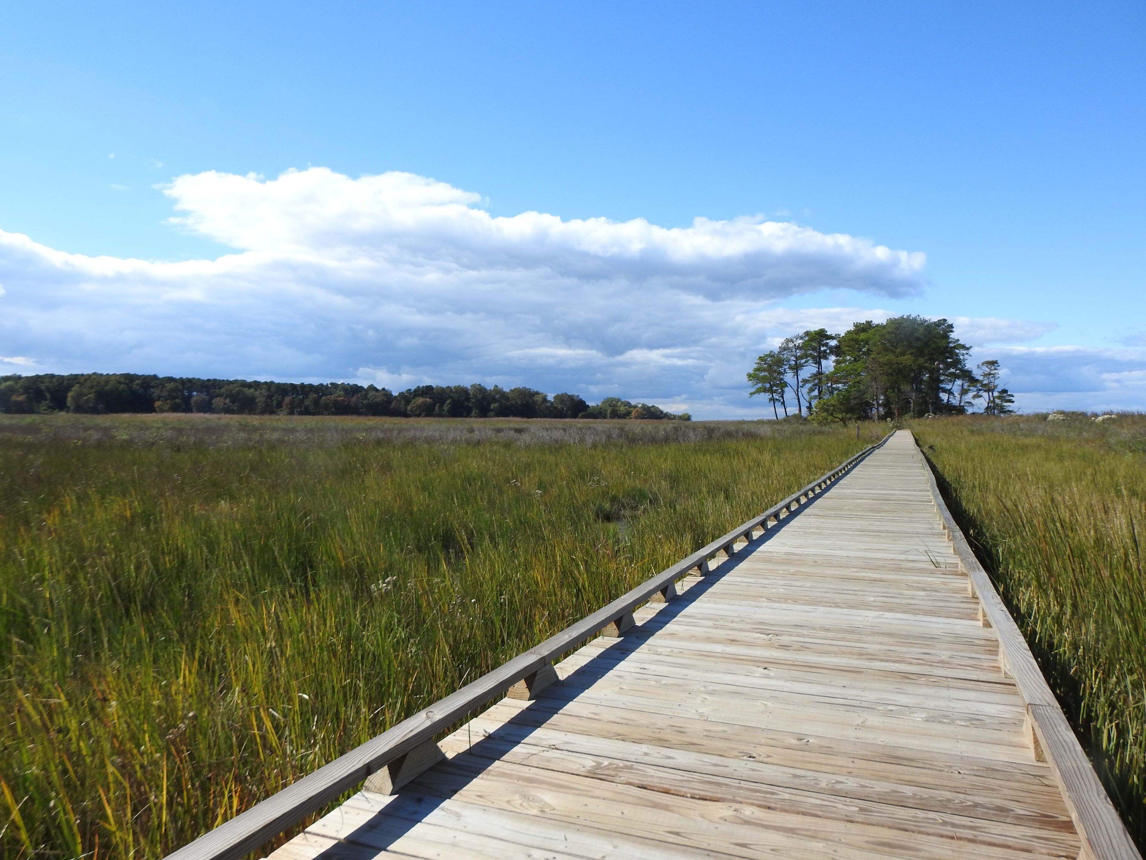 Visitors enjoy the beautiful scenery, while hiking the Tubby Cove Boardwalk Trail within the Eastern Neck National Wildlife Refuge, Kent County, Rock Hall, Maryland.
