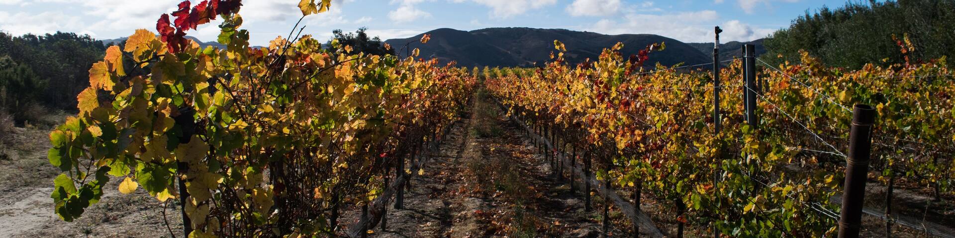Fall Vinyard