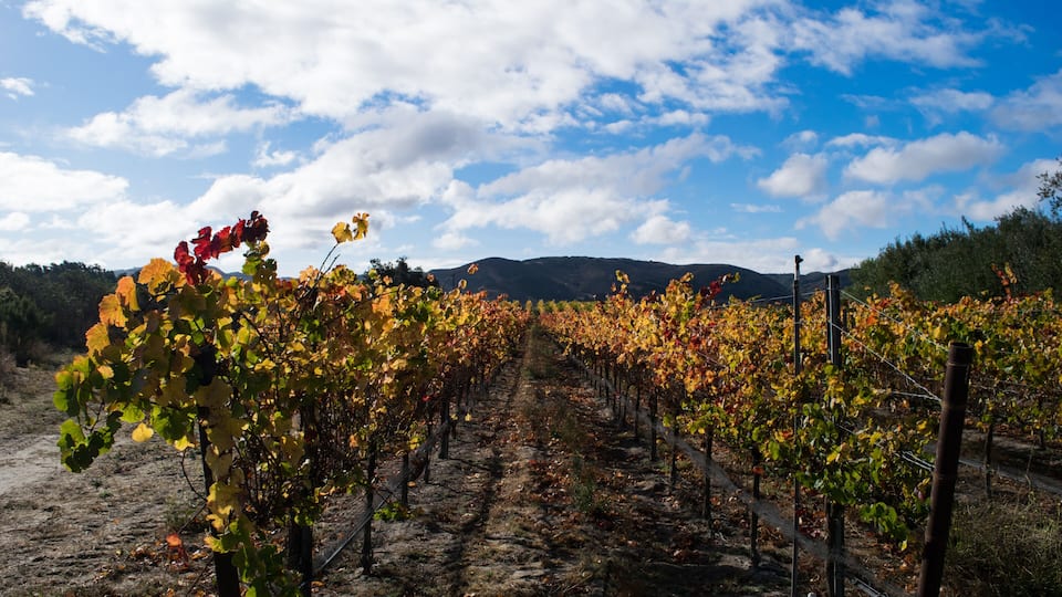 A vineyard with rows of grapevines under a partly cloudy sky.