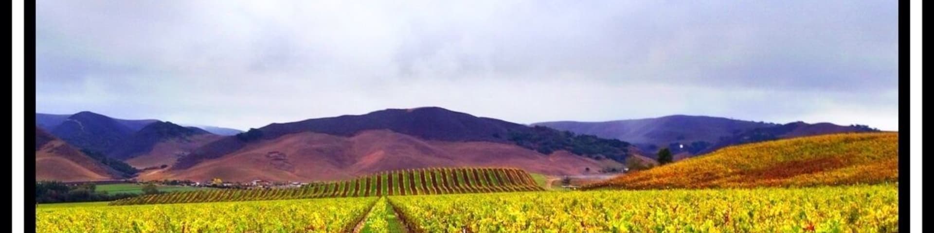 Grape harvest season at the Central Coast of California.