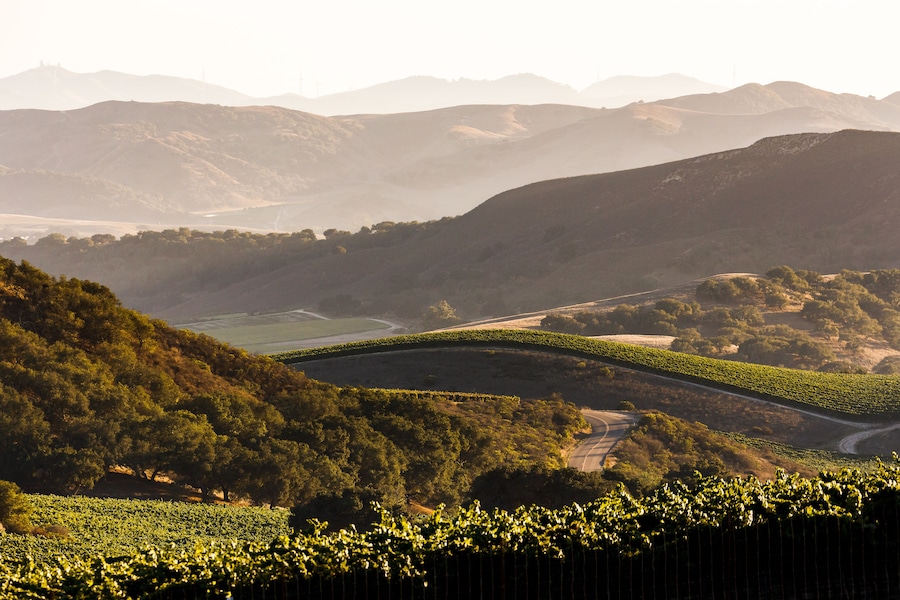 Vineyard view overlooking California's wine growing region, near Santa Maria