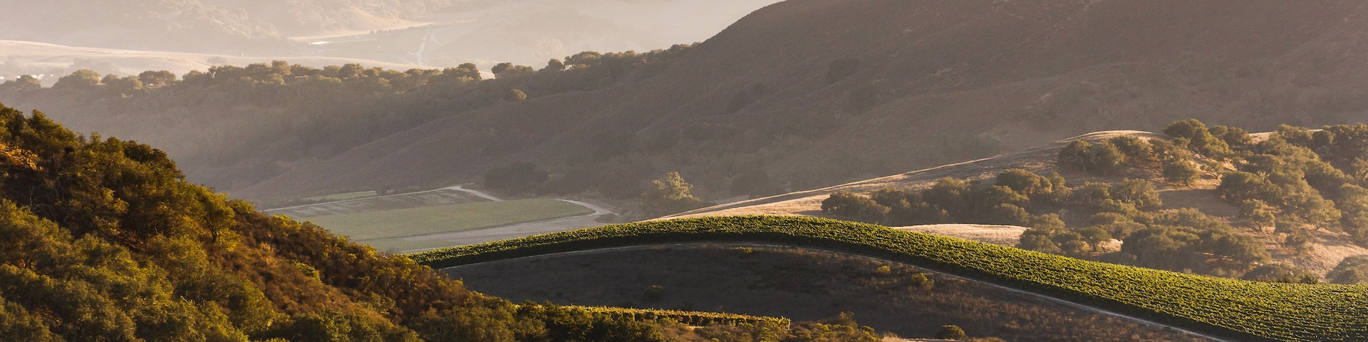 Un viñedo con hileras de vides, colinas ondulantes y montañas lejanas.