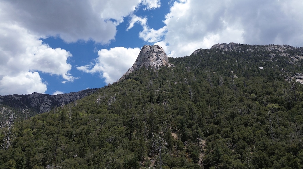 ไอดิลไวลด์