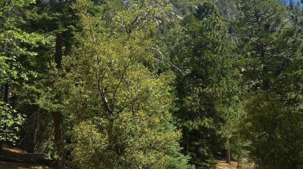 One hour drive above the valley floor from Palm Springs. Glorious hike up Devil's Slide towards Tahquitz mountain