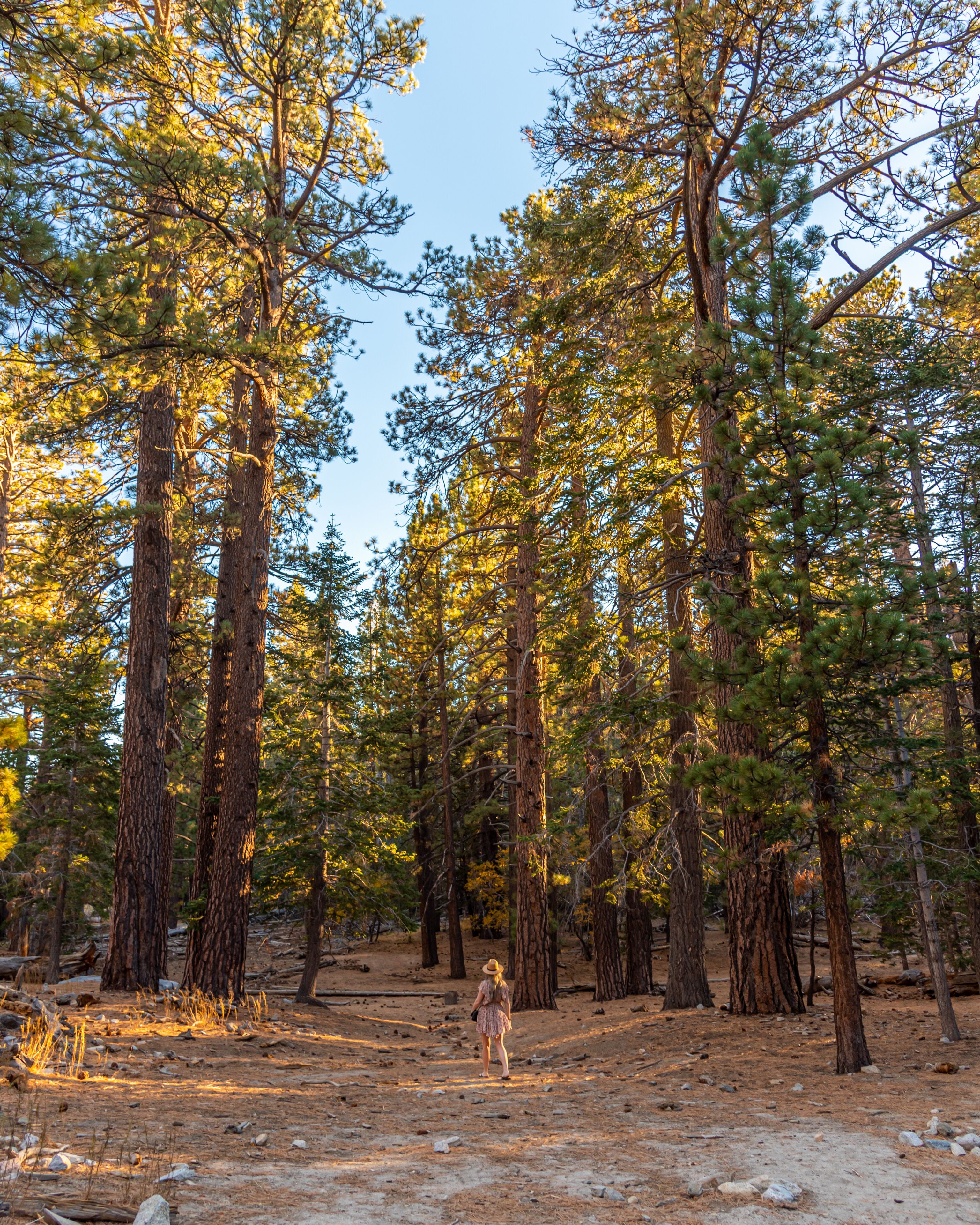 Idyllwild