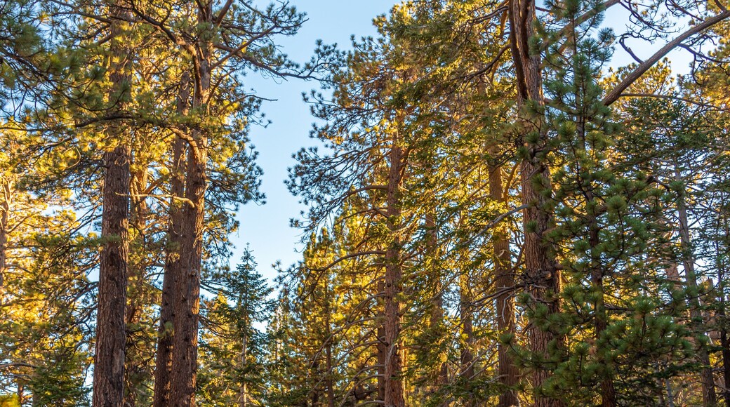 Idyllwild