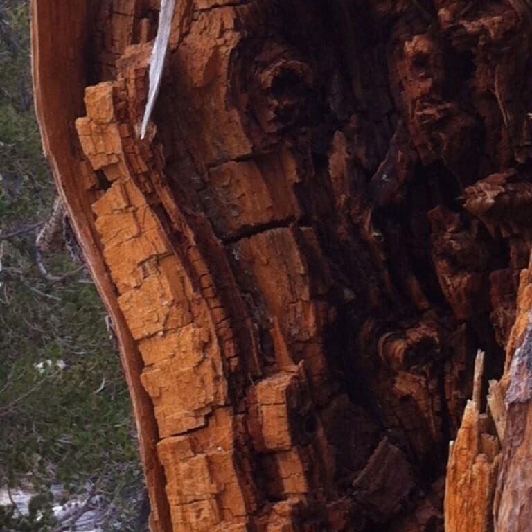 Cubism in an old pine tree