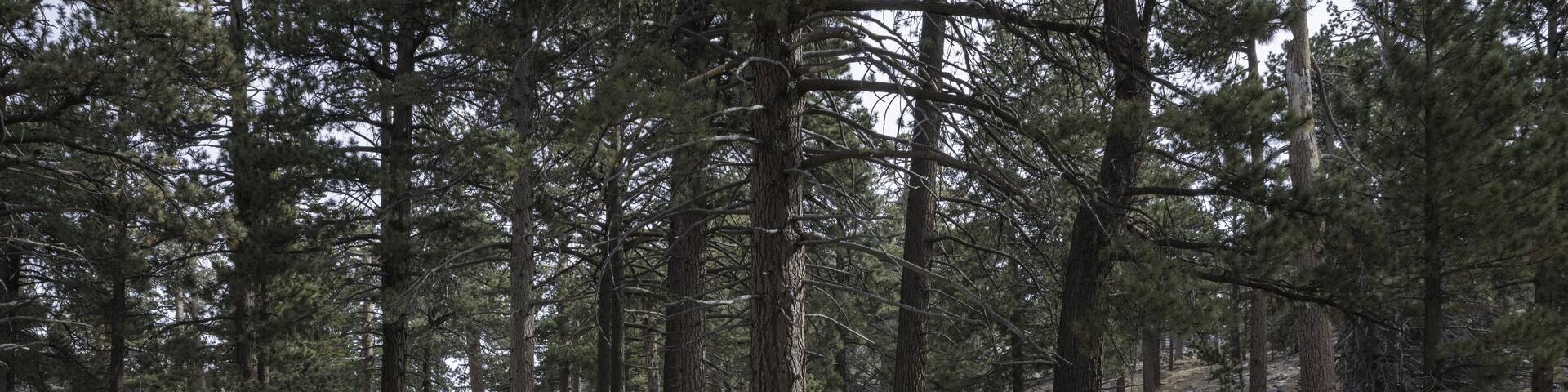 Male senior hiker wearing a backpack and carrying a camera on the trail through Mount San Jacinto State Park in Idyllwild, California