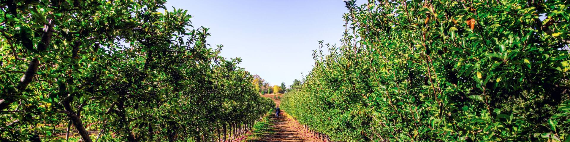 Apple Orchard Long View, Julian, California