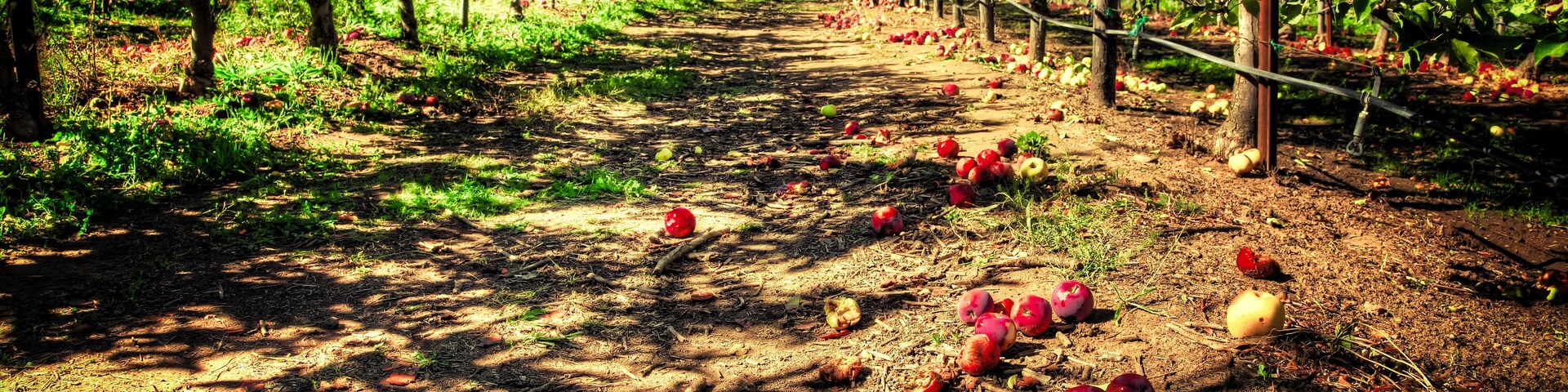 An orchard with fallen apples on the ground.