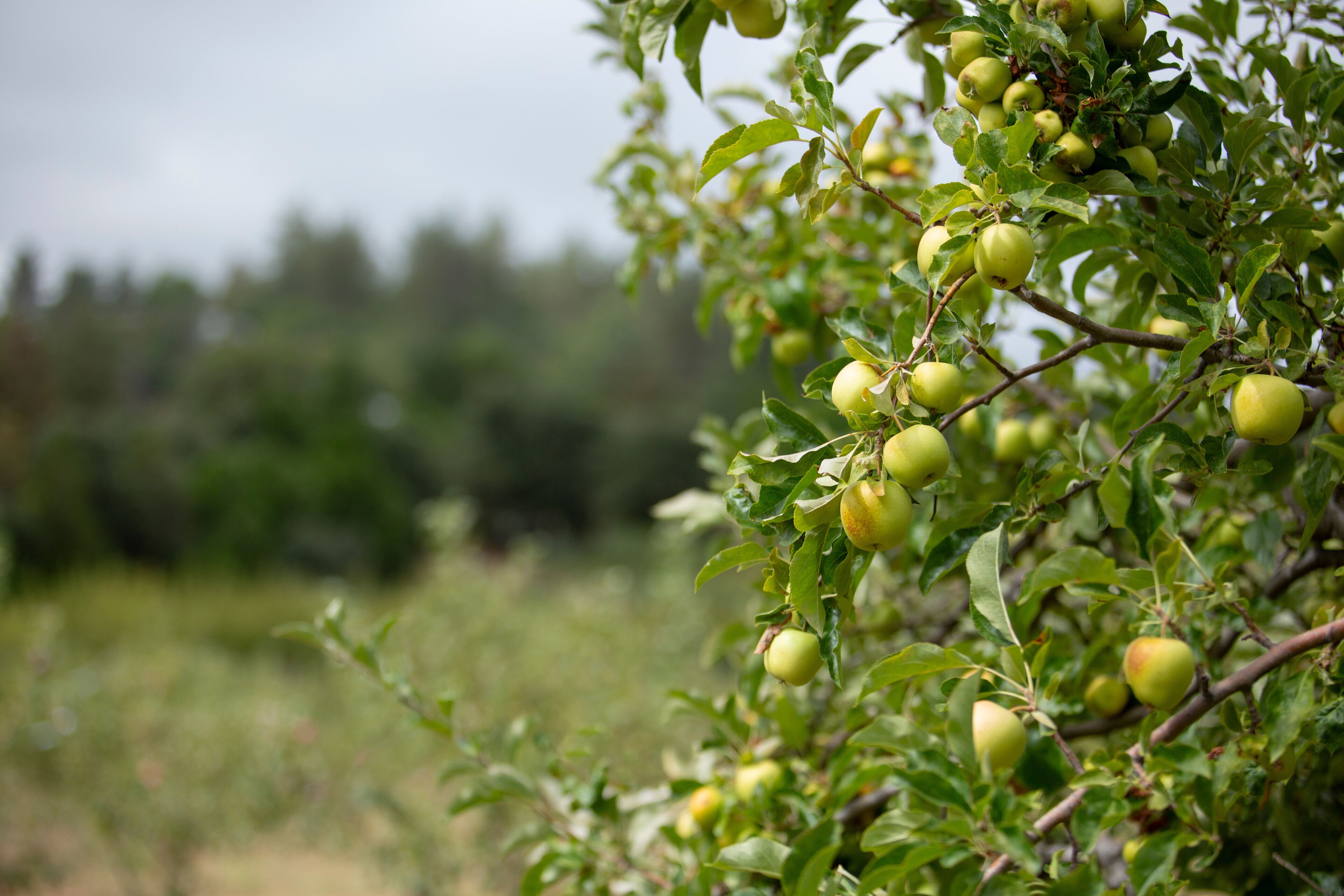 A view of some golden delicious apples, seen in Julian, California.