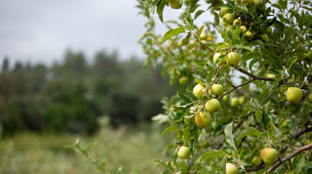 A view of some golden delicious apples, seen in Julian, California.