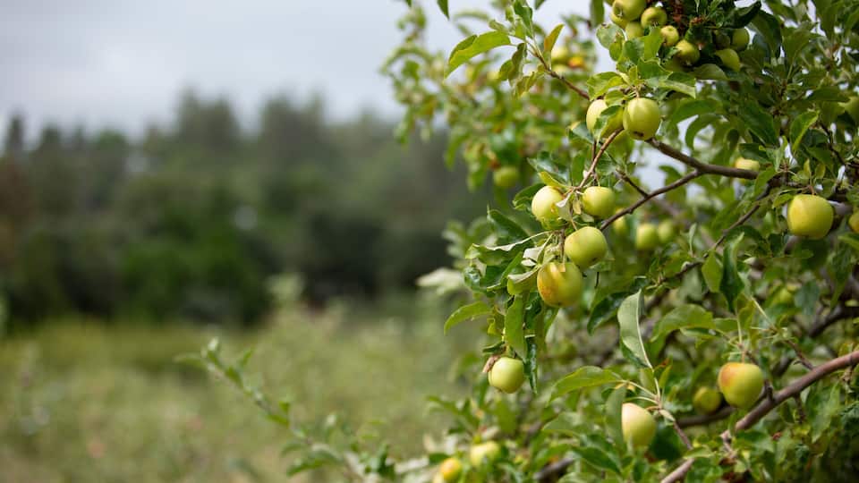 A tree with green leaves and unripe yellow fruits.