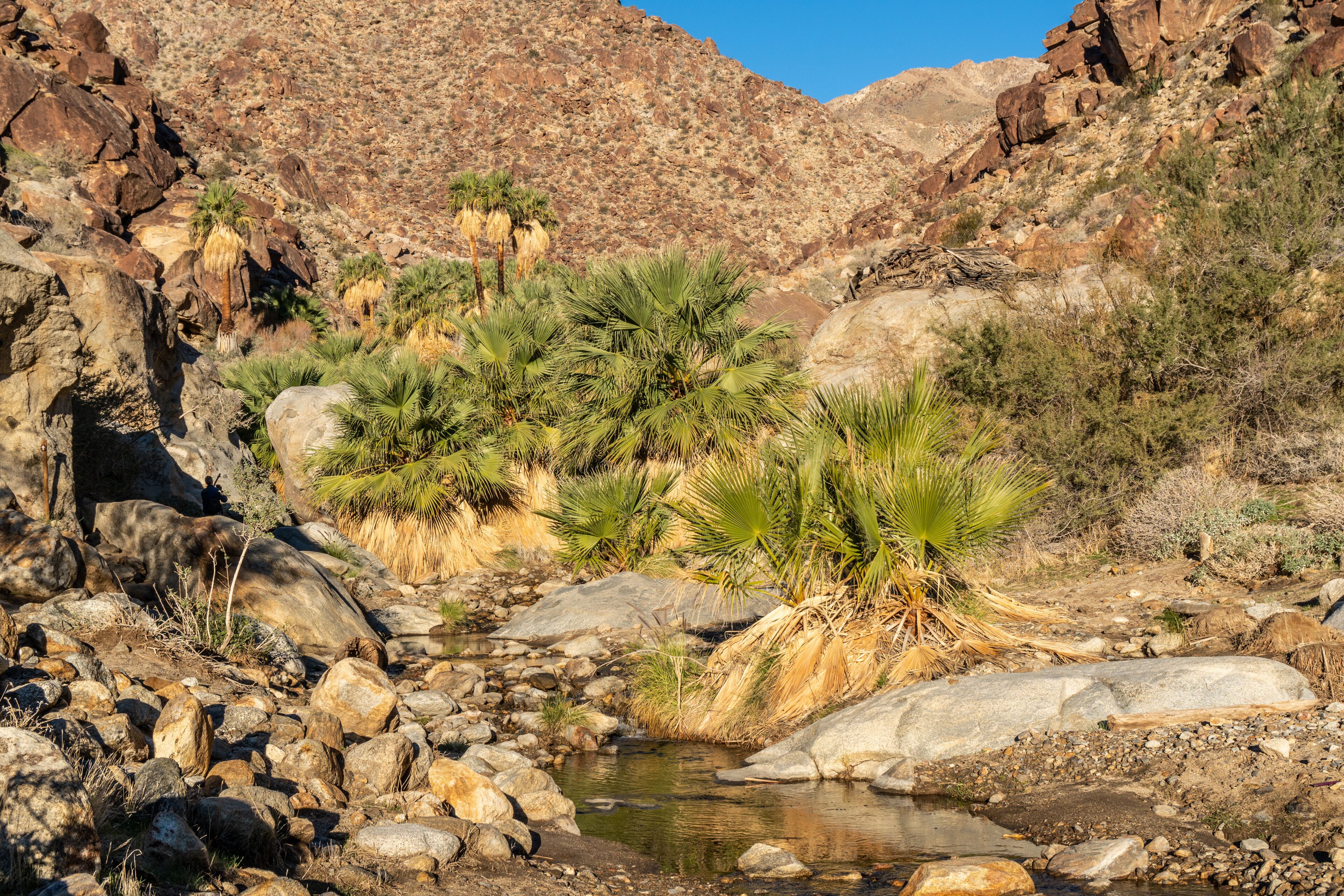 Palm trees and flowing freshwater, Borrego Palm Canyon Oasis, Anza Borrego State Park, California