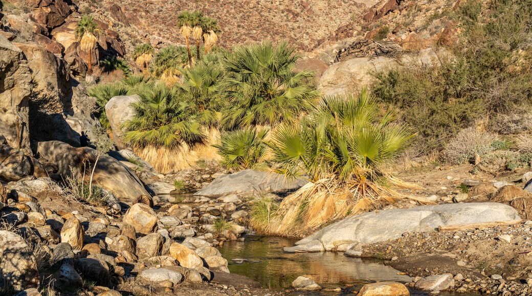 Palm trees and flowing freshwater, Borrego Palm Canyon Oasis, Anza Borrego State Park, California