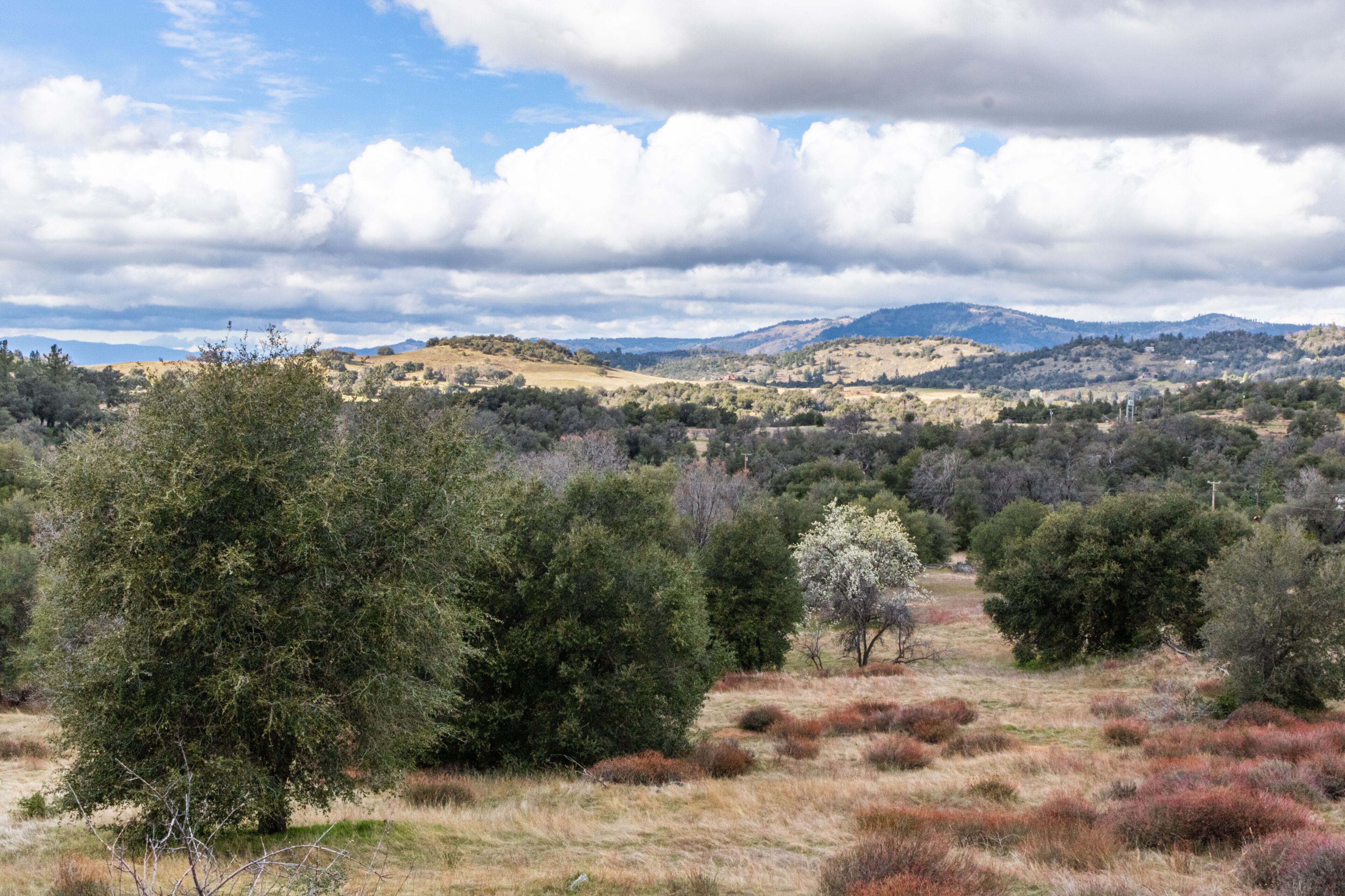 Clouds and mist over rolling hills in spring time with pear tree in bloom, coastal live oaks and buckwheat in Julian California landscape