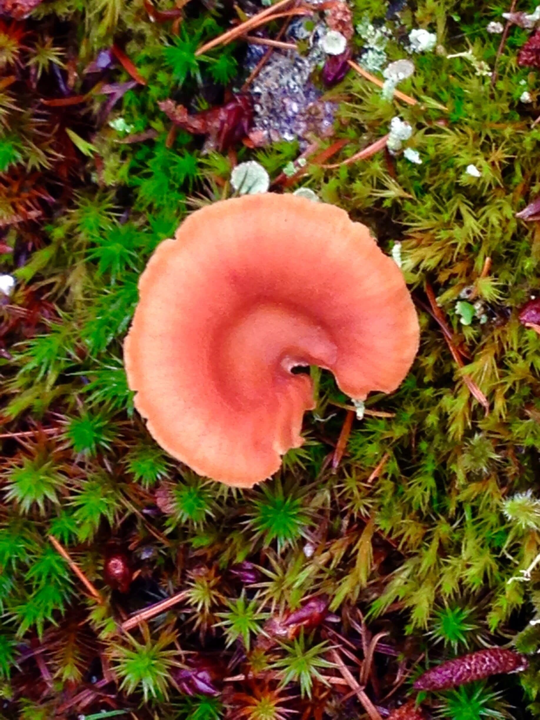 One of the mushrooms that fascinated me while I was hiking up turtleback mountain. 