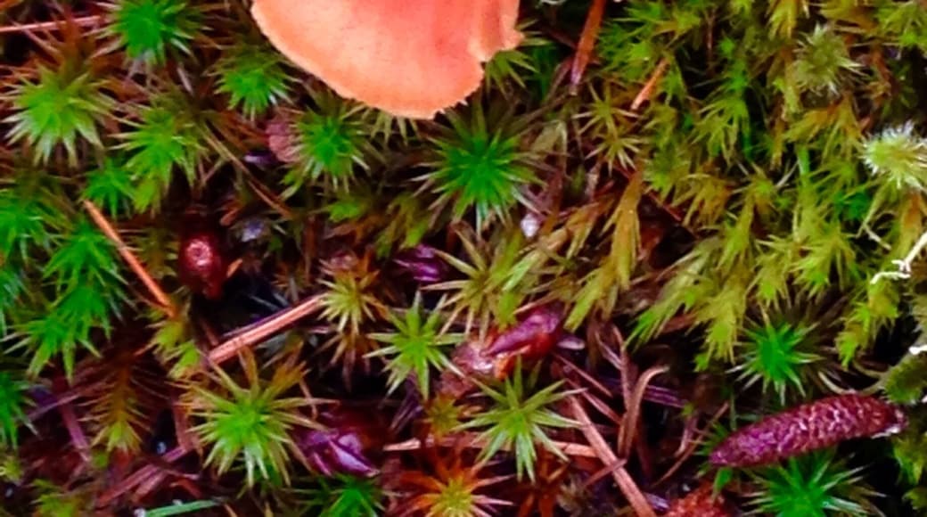 One of the mushrooms that fascinated me while I was hiking up turtleback mountain.