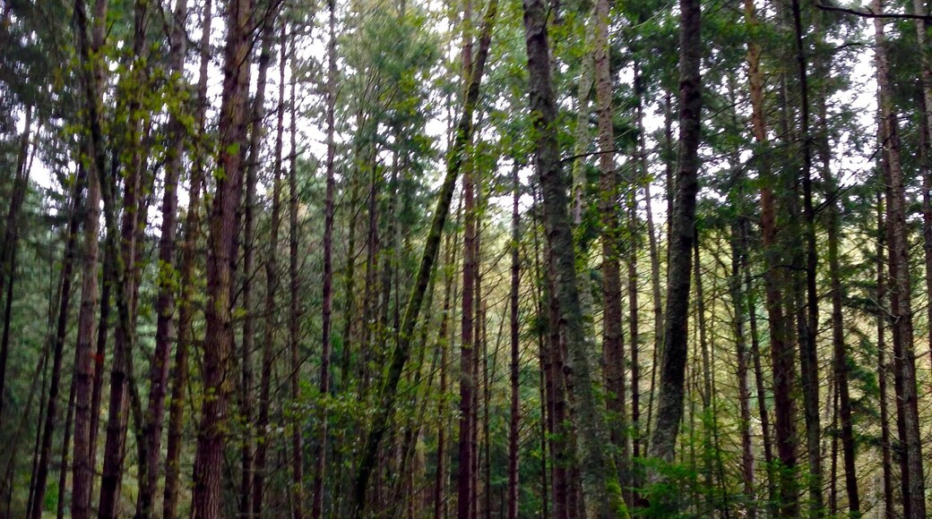 Now this made me remember the set location in once upon a time. Turtleback mountain preserve is one of the most beautiful hiking trails in Orcas Island.