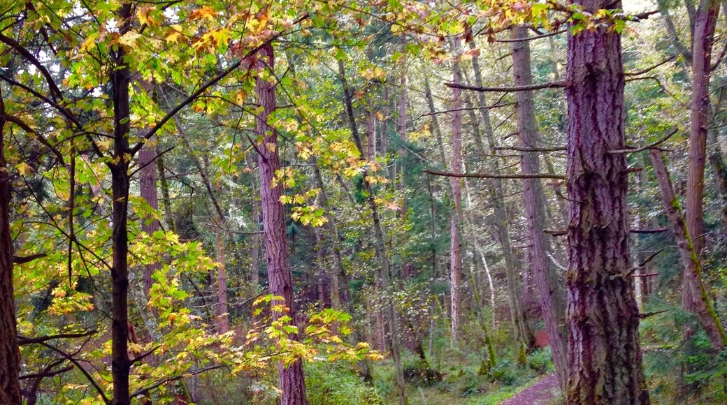 The trail up to turtleback mountain shows the leaves turning its color to the shades of fall. It was a delightful hike up. But admittedly the trail was steep but it didn't bother me since I get to really revel in the beauty of the rich foliage that surrounds me. #roadtrip #takeahike #ontheroad
