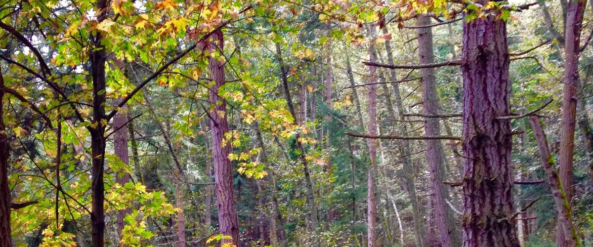 The trail up to turtleback mountain shows the leaves turning its color to the shades of fall. It was a delightful hike up. But admittedly the trail was steep but it didn't bother me since I get to really revel in the beauty of the rich foliage that surrounds me. #roadtrip #takeahike #ontheroad