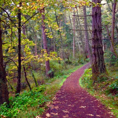 The trail up to turtleback mountain shows the leaves turning its color to the shades of fall. It was a delightful hike up. But admittedly the trail was steep but it didn't bother me since I get to really revel in the beauty of the rich foliage that surrounds me. #roadtrip #takeahike #ontheroad