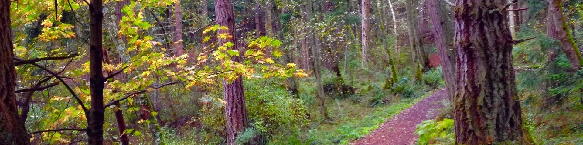 The trail up to turtleback mountain shows the leaves turning its color to the shades of fall. It was a delightful hike up. But admittedly the trail was steep but it didn't bother me since I get to really revel in the beauty of the rich foliage that surrounds me. #roadtrip #takeahike #ontheroad