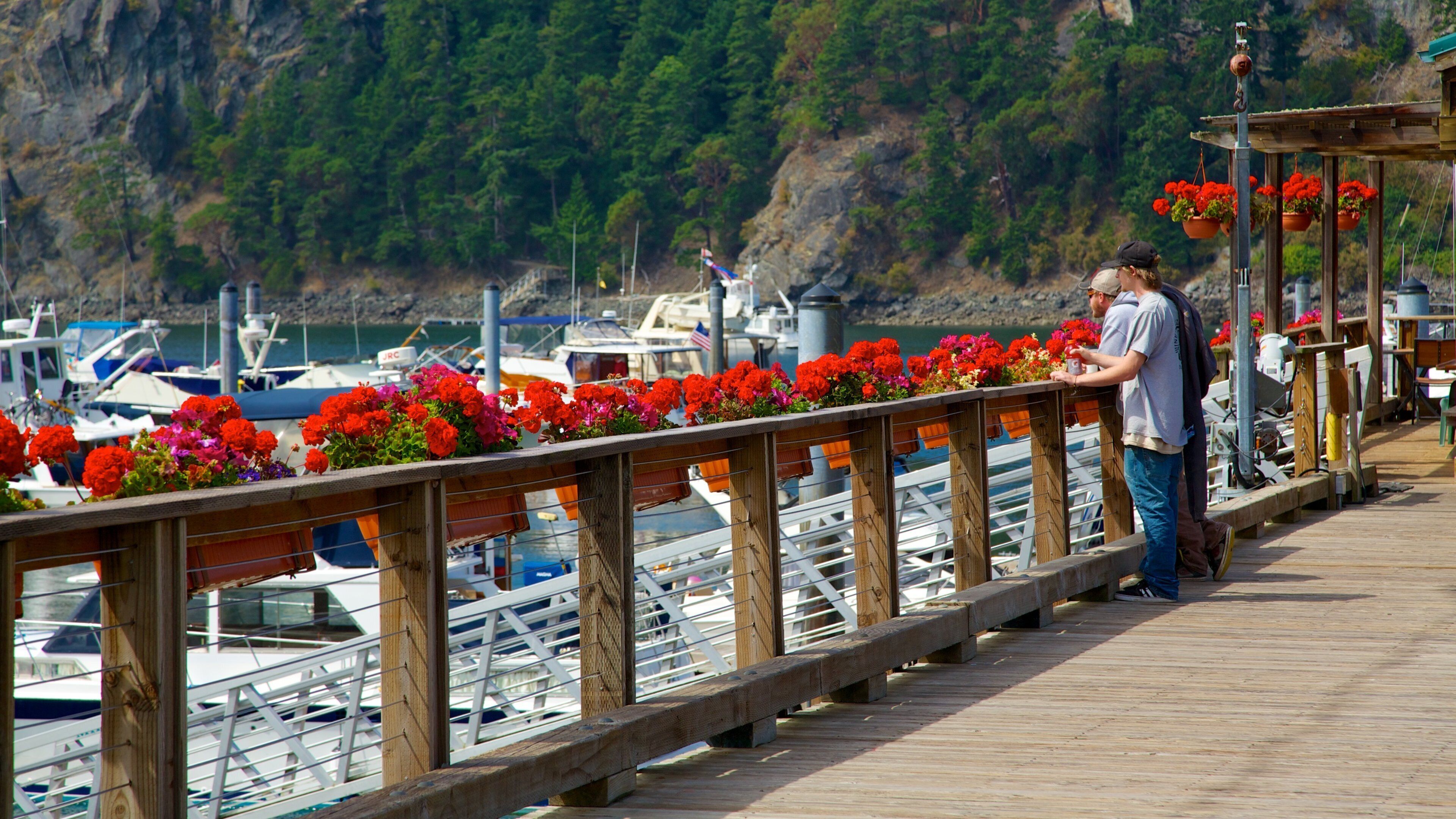 Orcas Island showing a bay or harbour, flowers and a marina