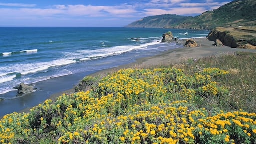The coastline of northern California at springtime (Westport, California)
