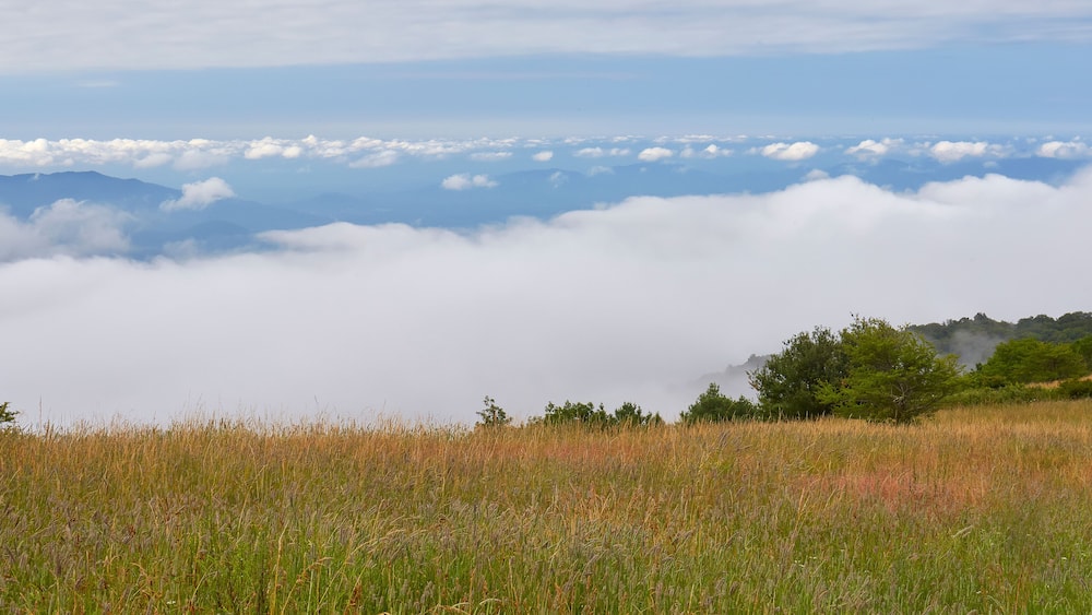 A field of tall grass with a mountain range in the background and clouds below.