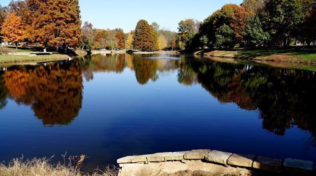 Beautiful fall trees