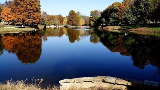 Beautiful fall trees