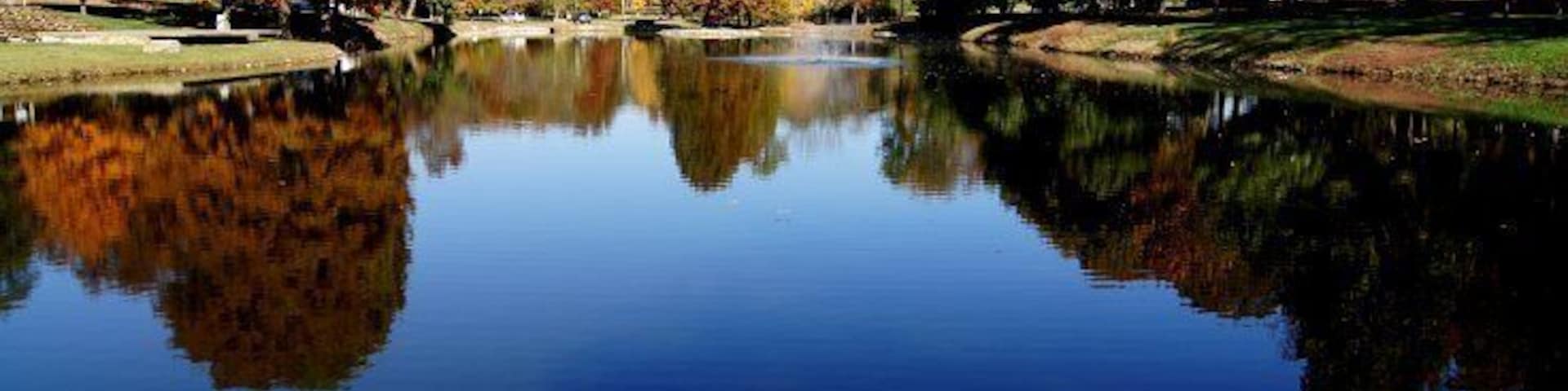 Beautiful fall trees