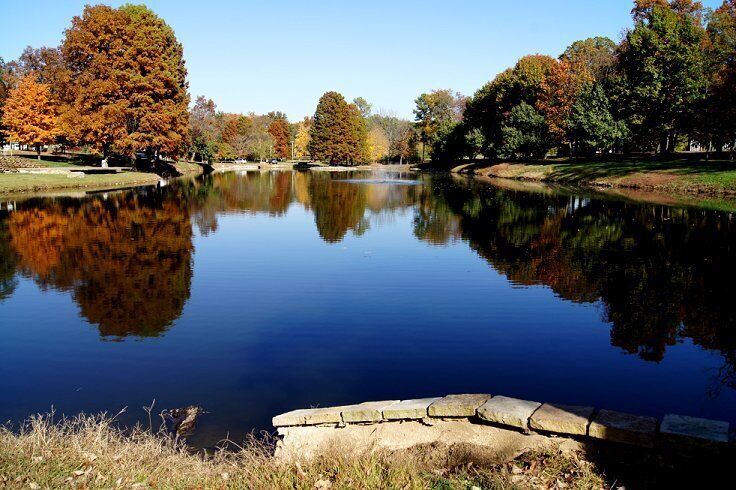 Beautiful fall trees