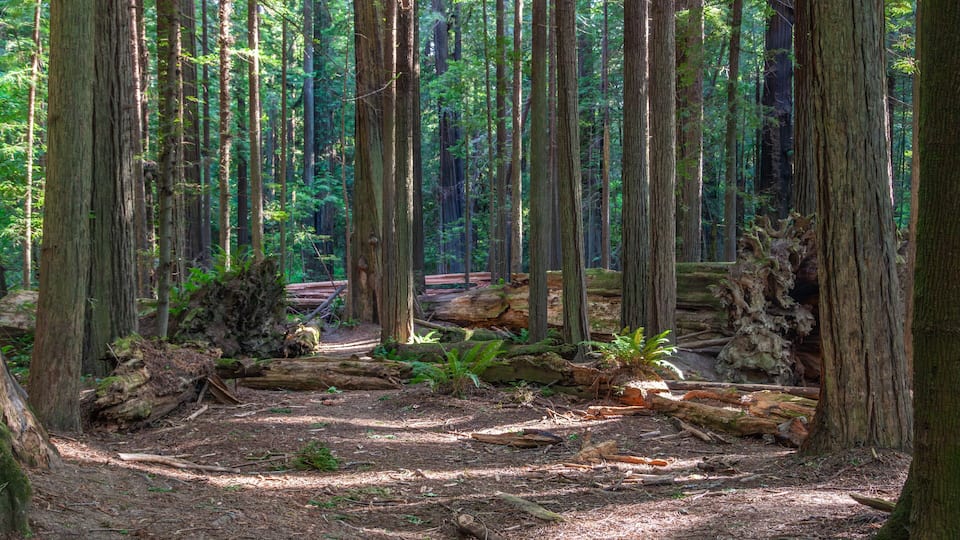 A dense forest with tall trees, a fallen log, and a forest floor covered with leaves and pine needles.