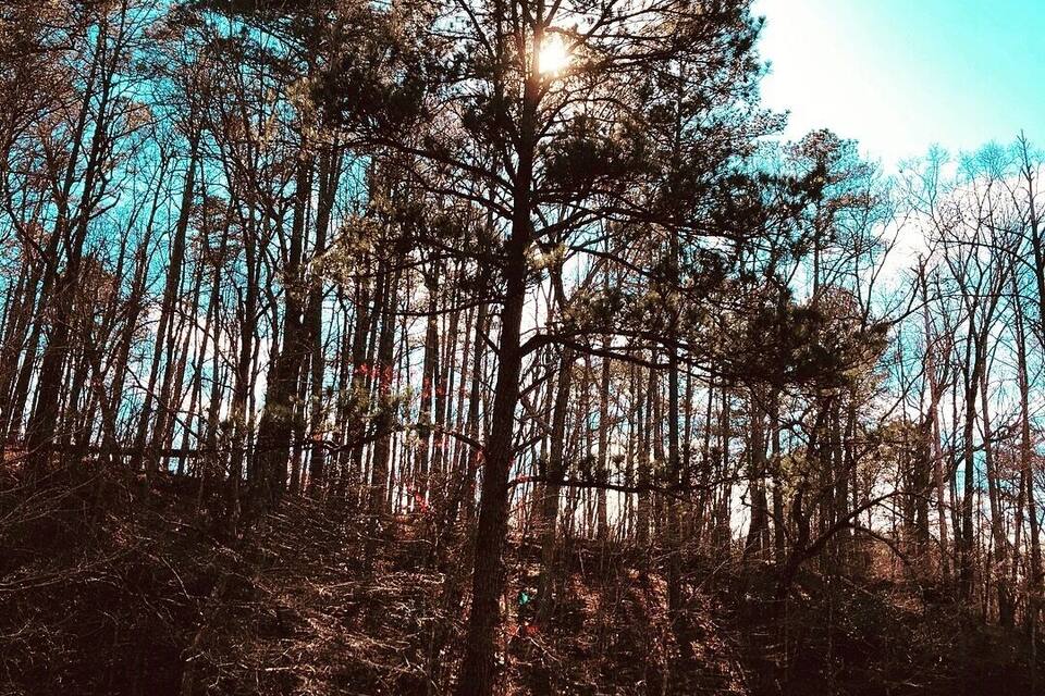 A dense forest with tall trees and sunlight filtering through the canopy.