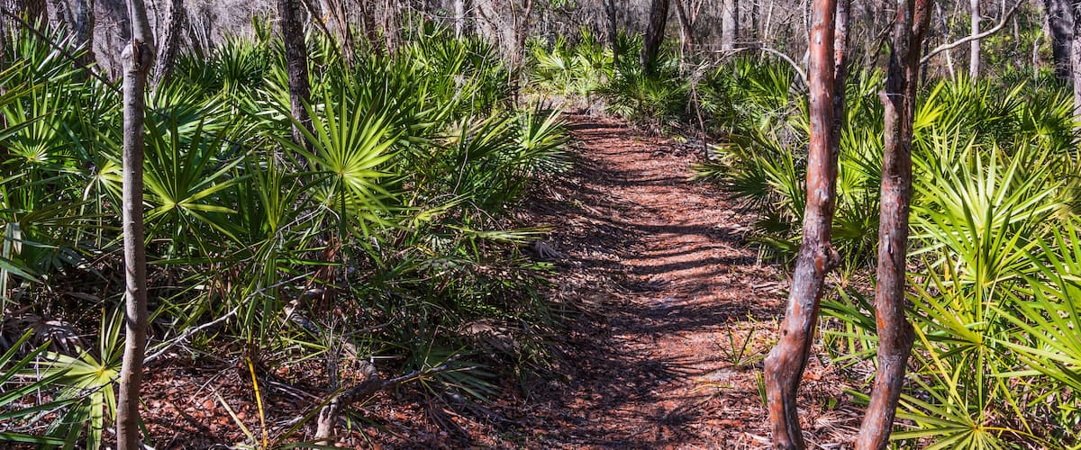 A trail through a dense forest of palmetto and trees covered with spanish moss.