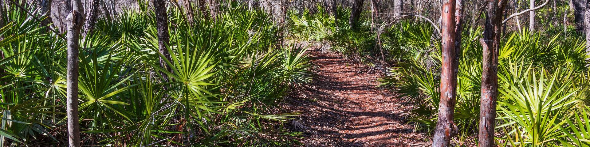 A trail through a dense forest of palmetto and trees covered with spanish moss.