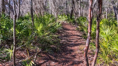 A trail through a dense forest of palmetto and trees covered with spanish moss.