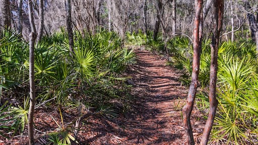 A trail through a dense forest of palmetto and trees covered with spanish moss.