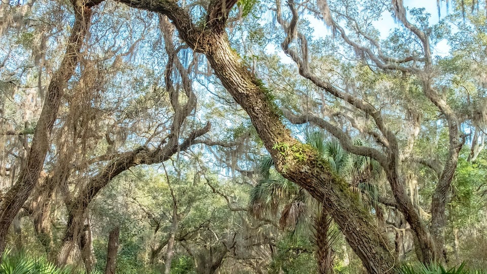 A dirt road flanked by large trees with Spanish moss.