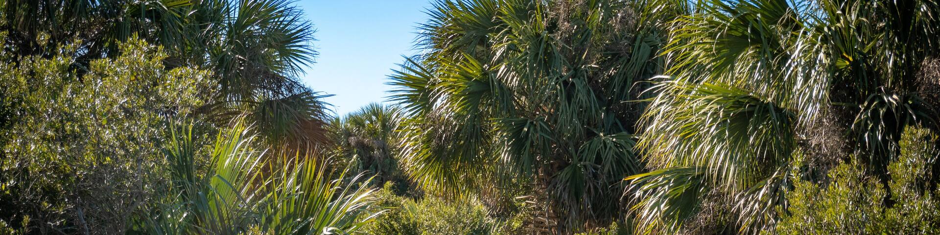 Marsh boardwalk on Cumberland Island National Seashore. Cumberland Island, largest of Georgia's Golden Isles, is managed by National Park Service.