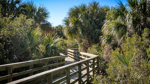Marsh boardwalk on Cumberland Island National Seashore. Cumberland Island, largest of Georgia's Golden Isles, is managed by National Park Service.