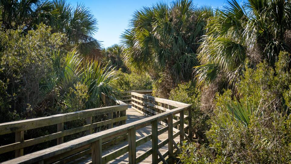 A wooden boardwalk through a dense, tropical forest with various palm trees and greenery.