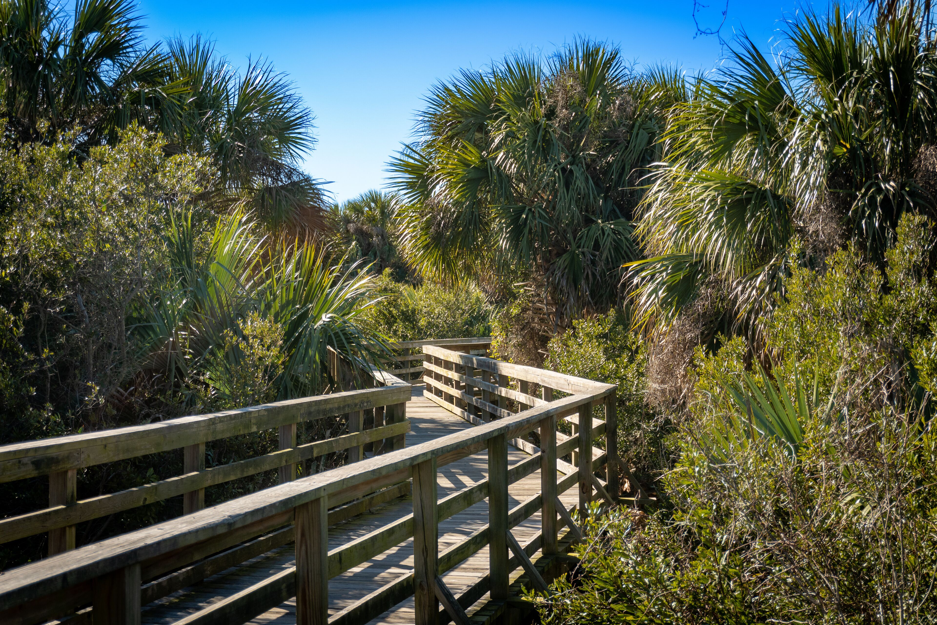 A wooden boardwalk through a dense, tropical forest with various palm trees and greenery.