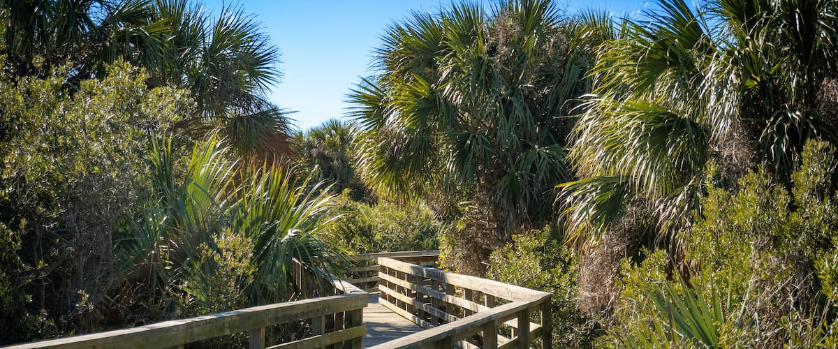 A wooden boardwalk through a dense, tropical forest with various palm trees and greenery.