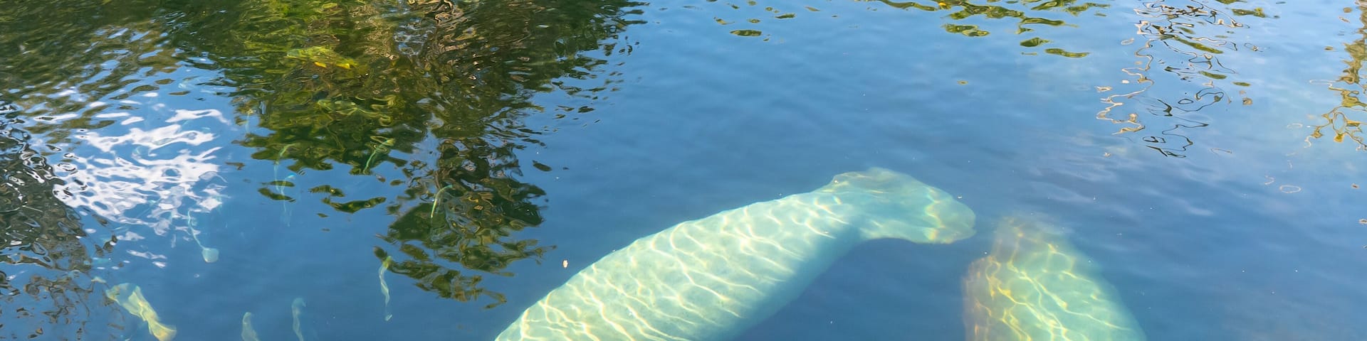Two Florida Manatees (Trichechus manatus latirostris) swimming in the crystal-clear spring water at Blue Spring State Park in Florida, USA, a winter gathering site for manatees.